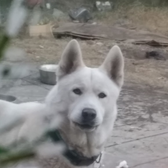 Meet your Posher, Andres - Picture 1 of 1